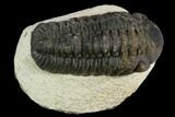 Bargain, Austerops Trilobite - Visible Eye Facets #119965-1